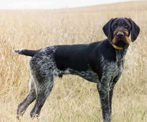 The Best Bird Dog for the West - Bumpy 