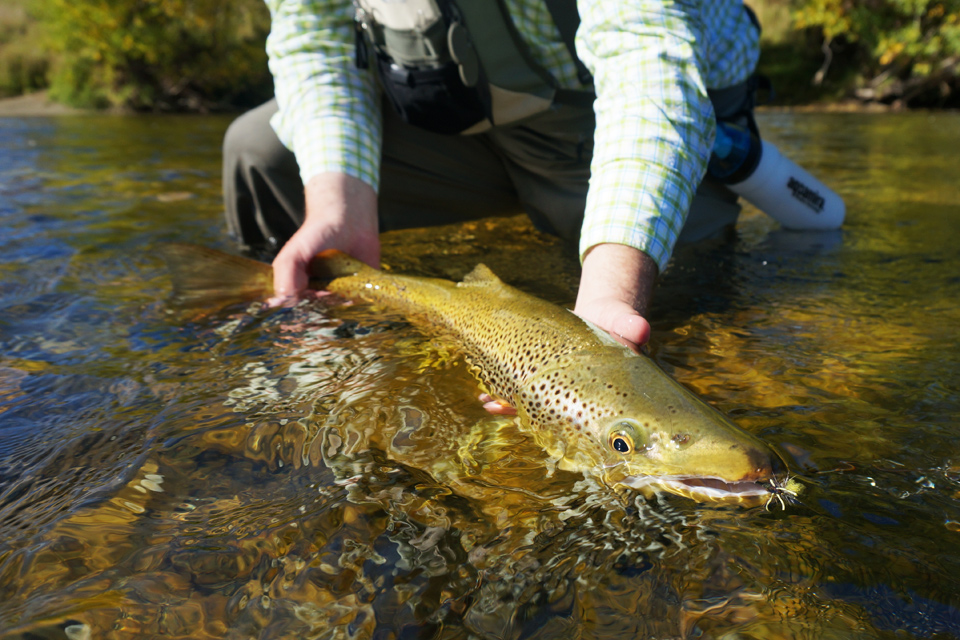 Stephens Large New Zealand Brown Trout